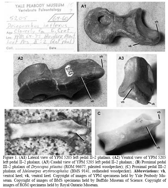 Tatankacephalus cooneyorum